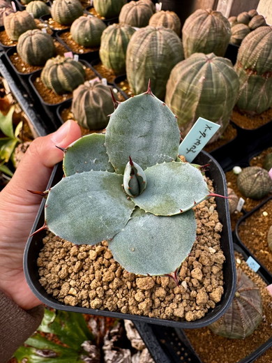 メーターボックスで起きた珍事