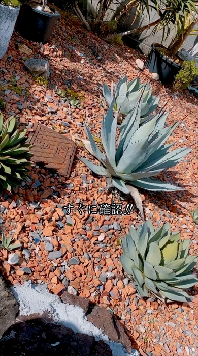 メーターボックスで起きた珍事