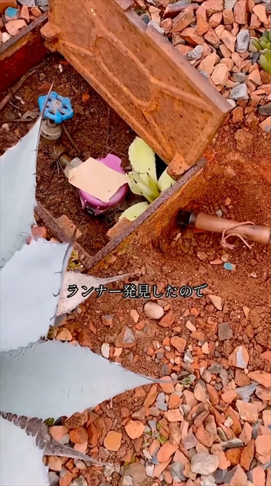 メーターボックスで起きた珍事