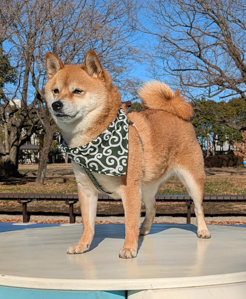 豆柴サイズの小次郎くん