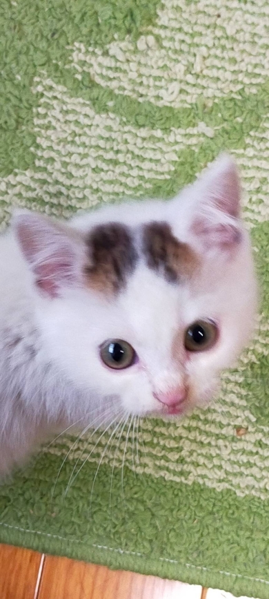 保護時の子猫時代