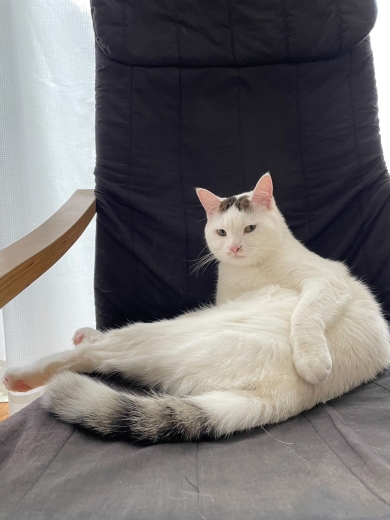 大人になった保護猫