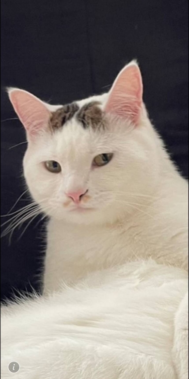 現在の保護猫の様子