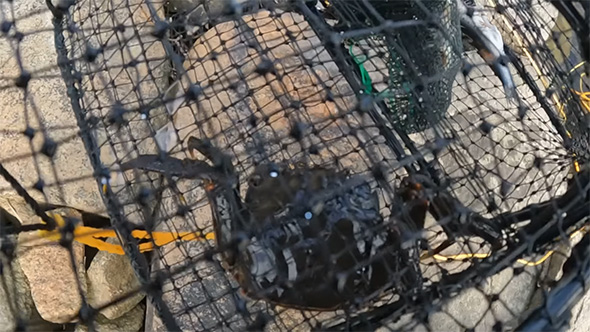 カニカゴの中にカニ