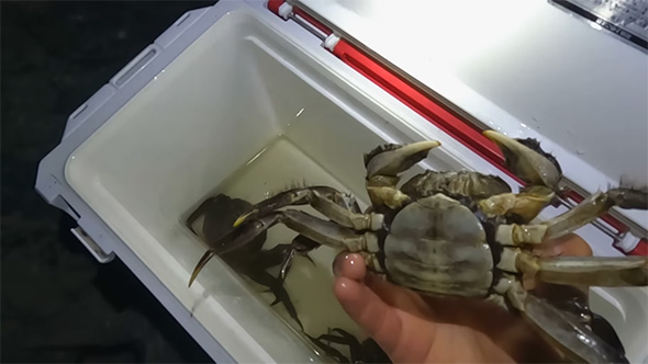 カニを手づかみ