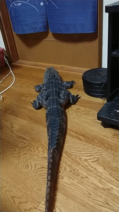 背中を向けるワニ