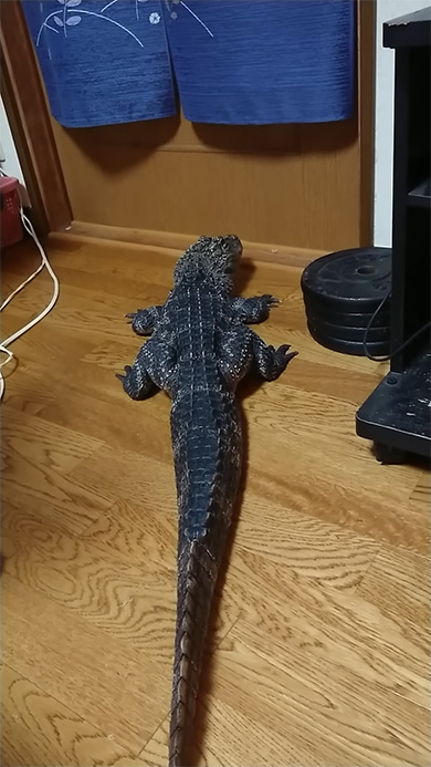 顔だけ振り向くワニ