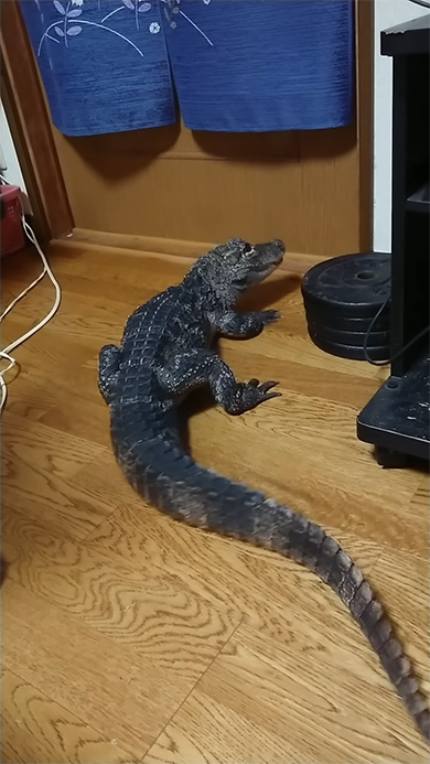 体ごと振り向きはじめたワニ