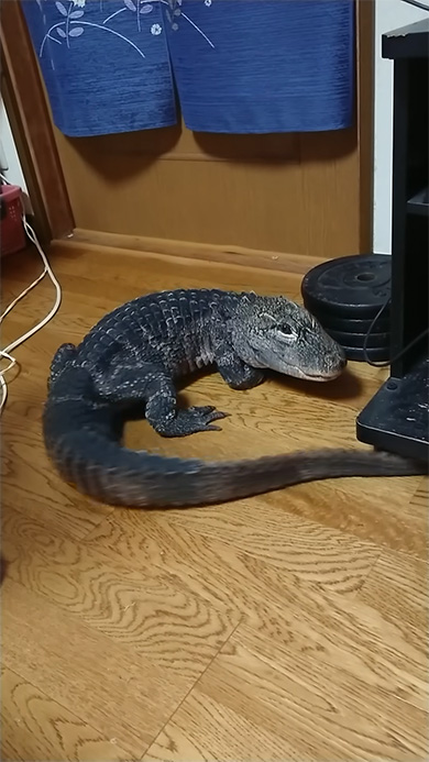 丸くなっているワニ