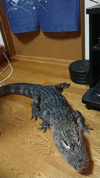 さらにこちらにやってきたワニ