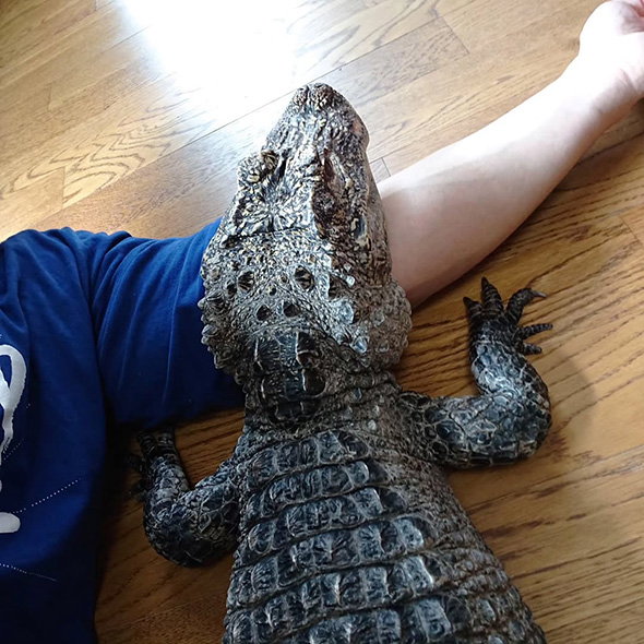 腕にあごを乗せるワニ