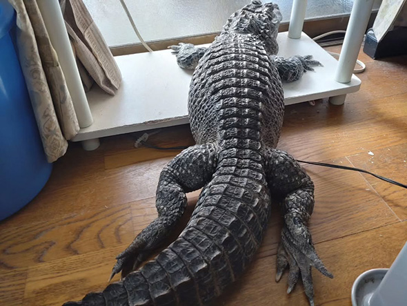 部屋でくつろぐワニ