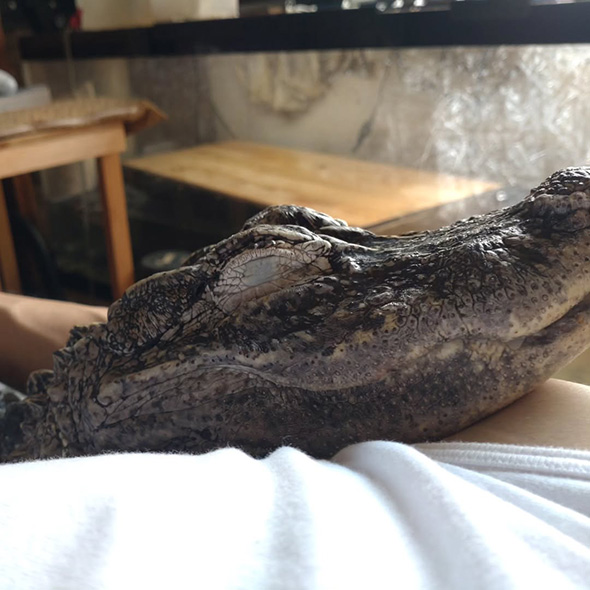 目を閉じるワニ