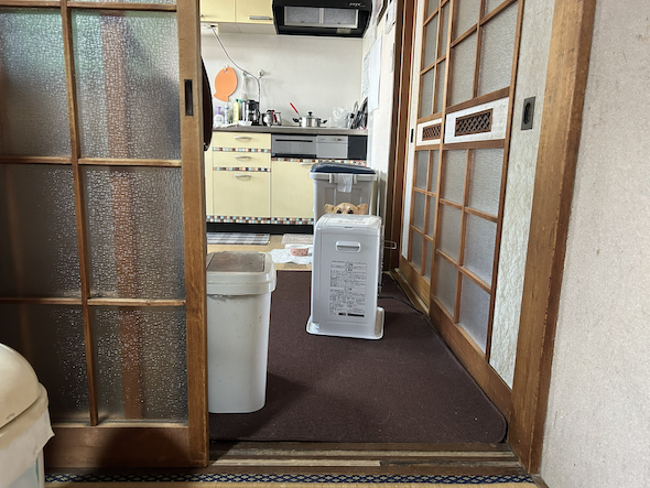 すねたコーギー