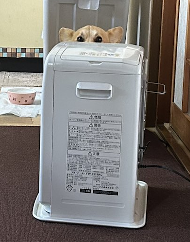 すねたコーギー