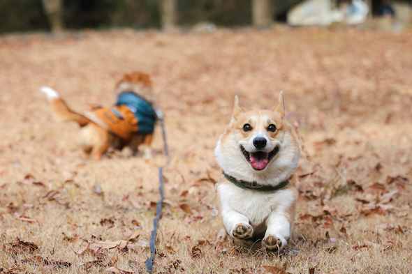 散歩中のおこげくんとニッキくん