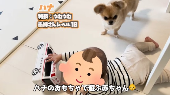 救急車に反応する赤ちゃんとワンコ