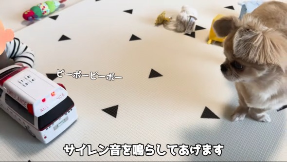 救急車に反応する赤ちゃんとワンコ