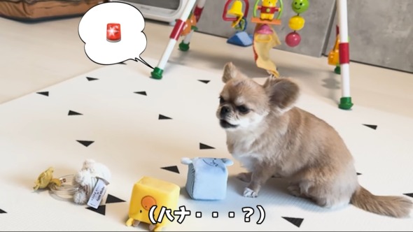 救急車に反応する赤ちゃんとワンコ