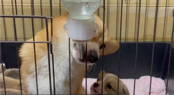 母犬に給水器の使い方を教わる子犬