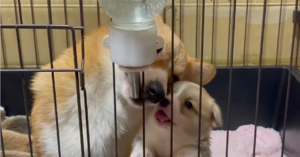 母犬に給水器の使い方を教わる子犬