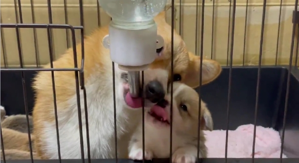 母犬に給水器の使い方を教わる子犬