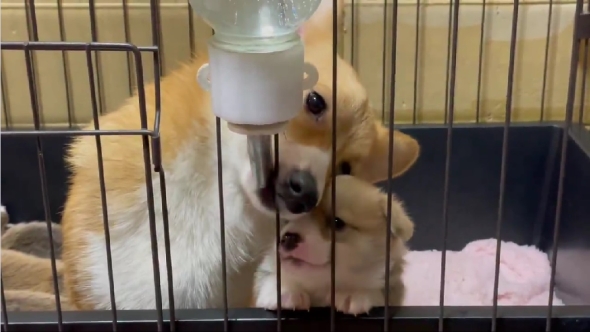 母犬に給水器の使い方を教わる子犬