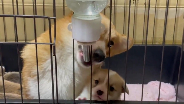 母犬に給水器の使い方を教わる子犬