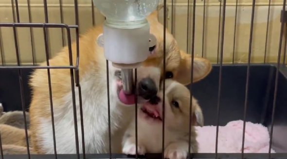 母犬に給水器の使い方を教わる子犬