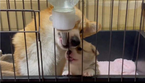 母犬に給水器の使い方を教わる子犬