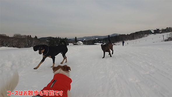 コースはお散歩も