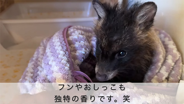 ふんもおしっこも