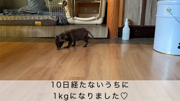 10日たたないうちに