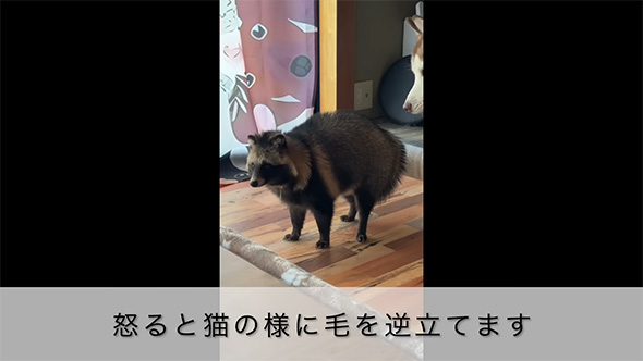 怒ると猫のように
