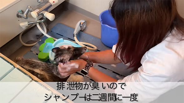 排せつ物が臭いので