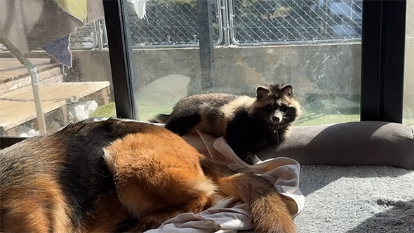 こちらを見つめるたぬき