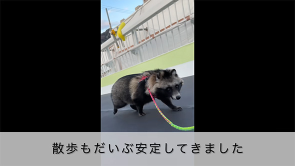 散歩もだいぶ安定