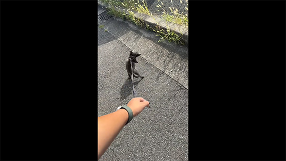 子たぬきの散歩