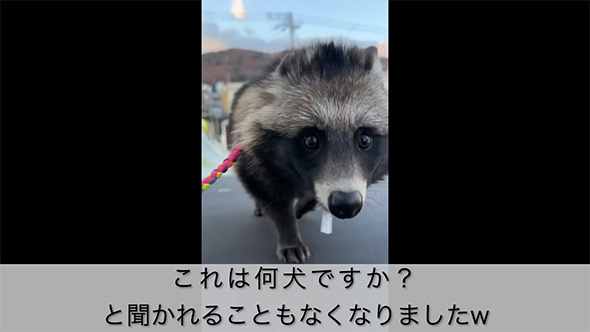 これは何犬