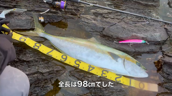 長崎県 対馬 冬 念願 大ヒラマサ ショア 磯 釣り