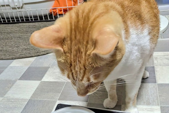 ごはんを残す猫ちゃん