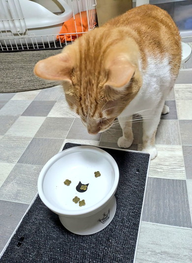 ごはんを残す猫ちゃん