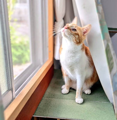 見上げる猫ちゃん