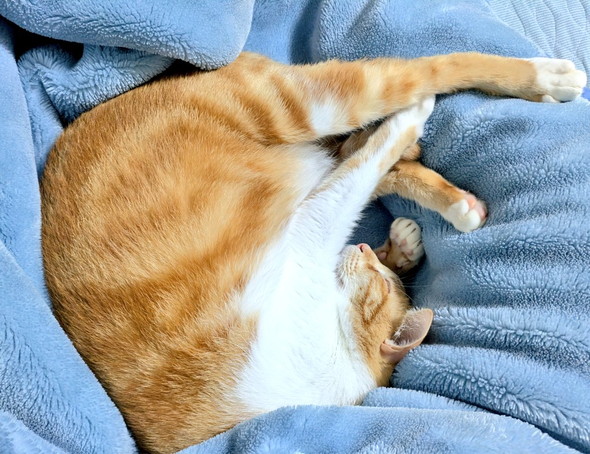 眠る猫ちゃん
