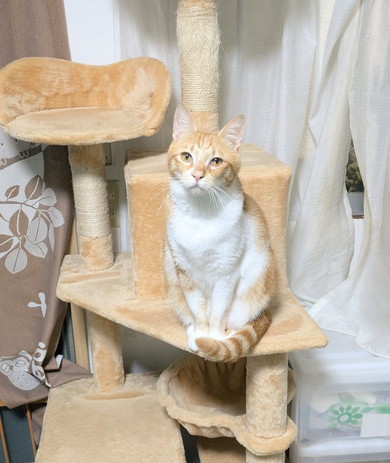 見つめてくる猫ちゃん