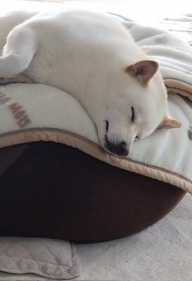 豆柴だと思われた子犬の成長記録