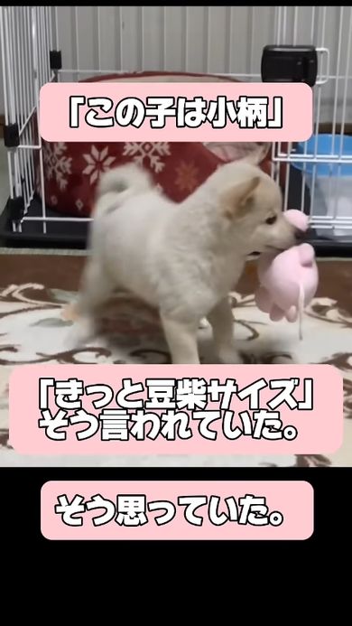 豆柴だと思われた子犬の成長記録