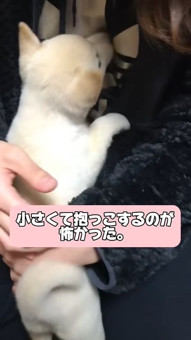 豆柴だと思われた子犬の成長記録