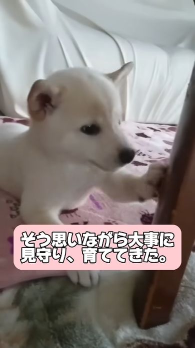 豆柴だと思われた子犬の成長記録
