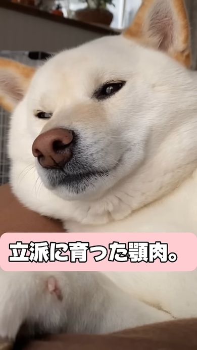 豆柴だと思われた子犬の成長記録